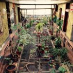 Szimpla Kert Pots and Plants